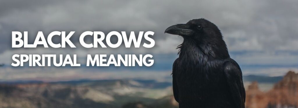 9 Spiritual Meanings of Seeing Crows